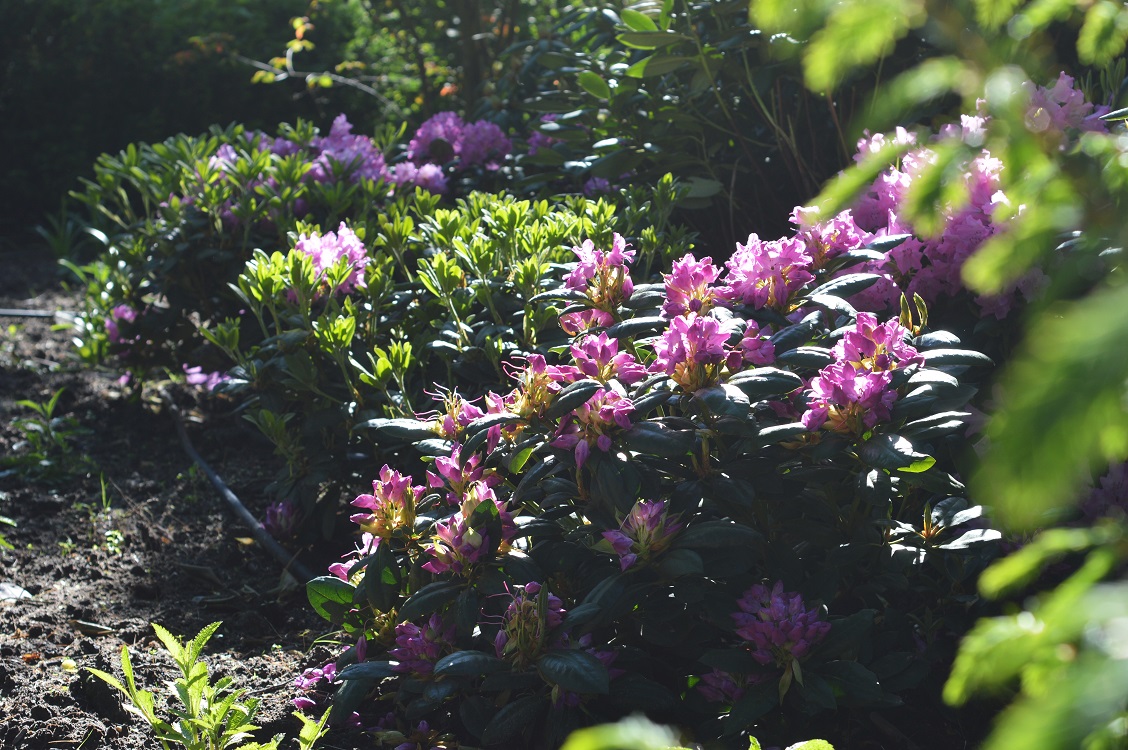 Voorjaarsbloemen