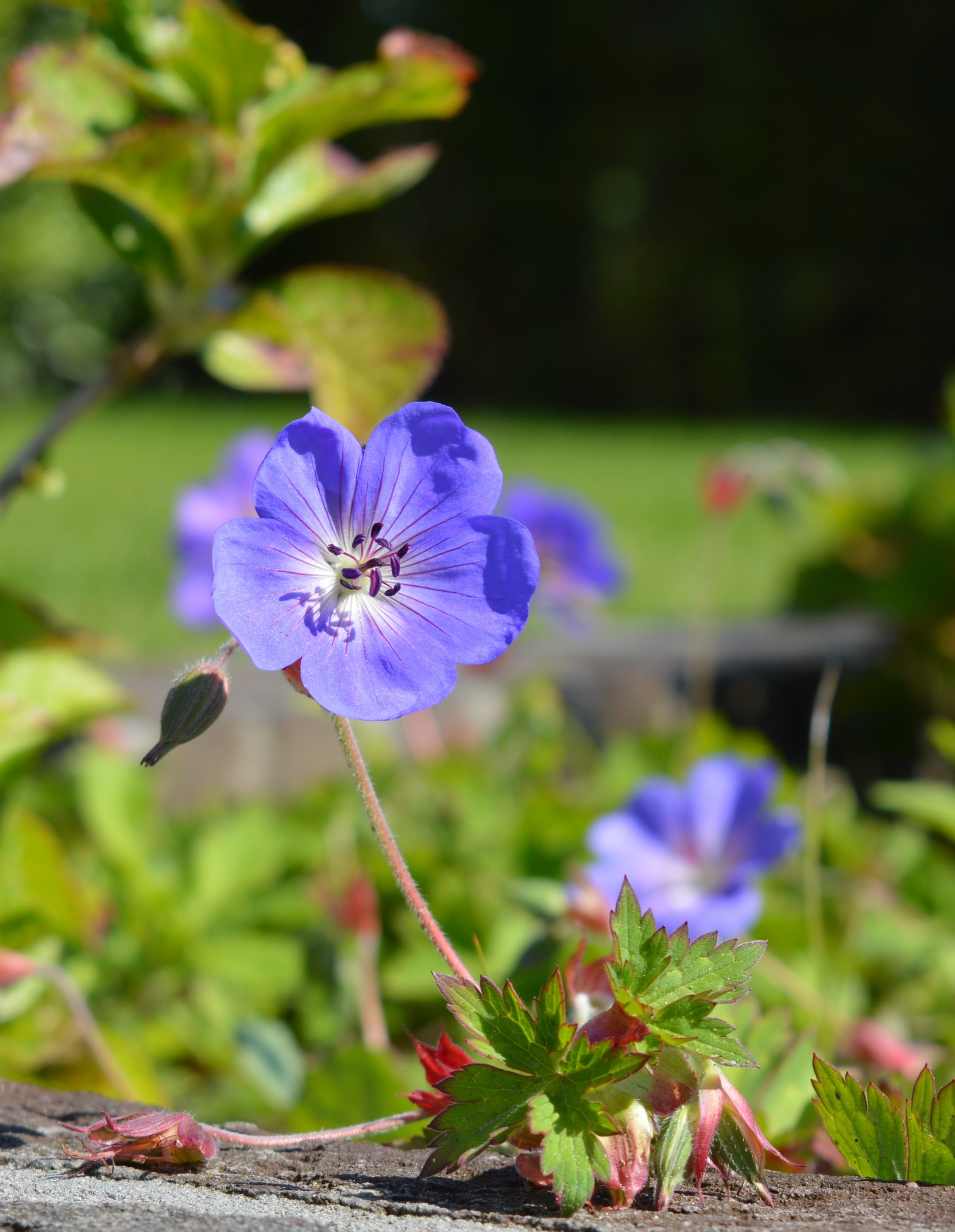 bloemen Barneveld