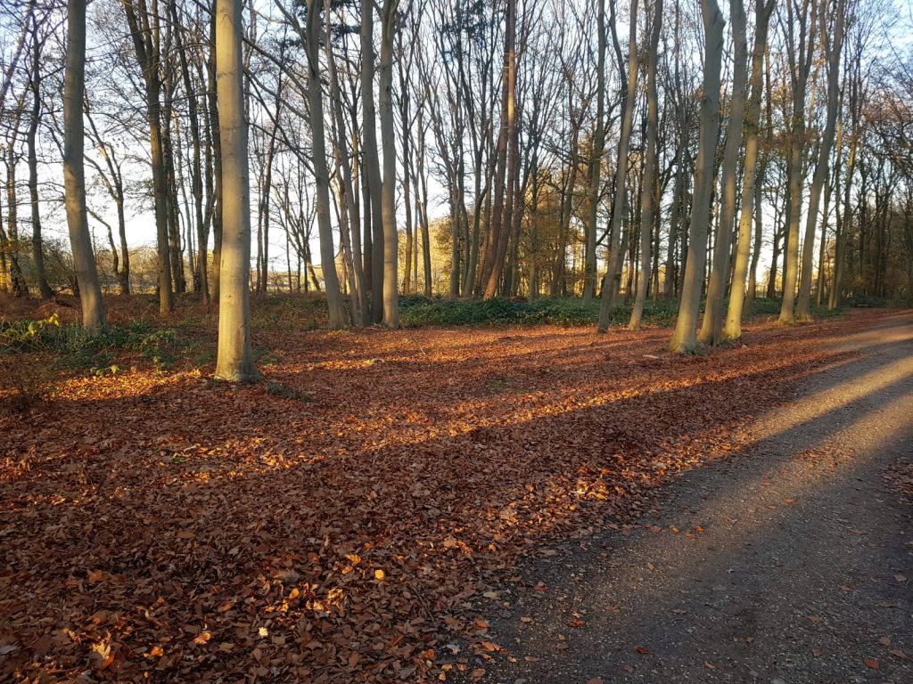 Tip: maak een mooie herfstwandeling!