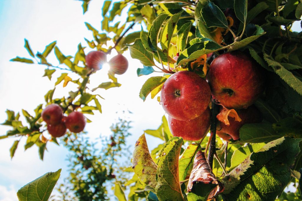 Tuintips voor het aankomende lenteweer!