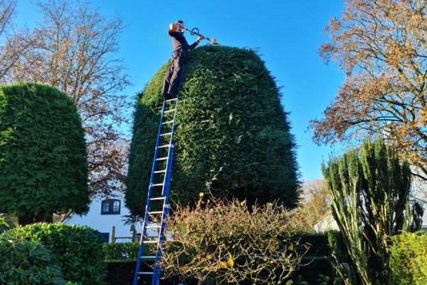 Snoeien hoge bomen en struiken