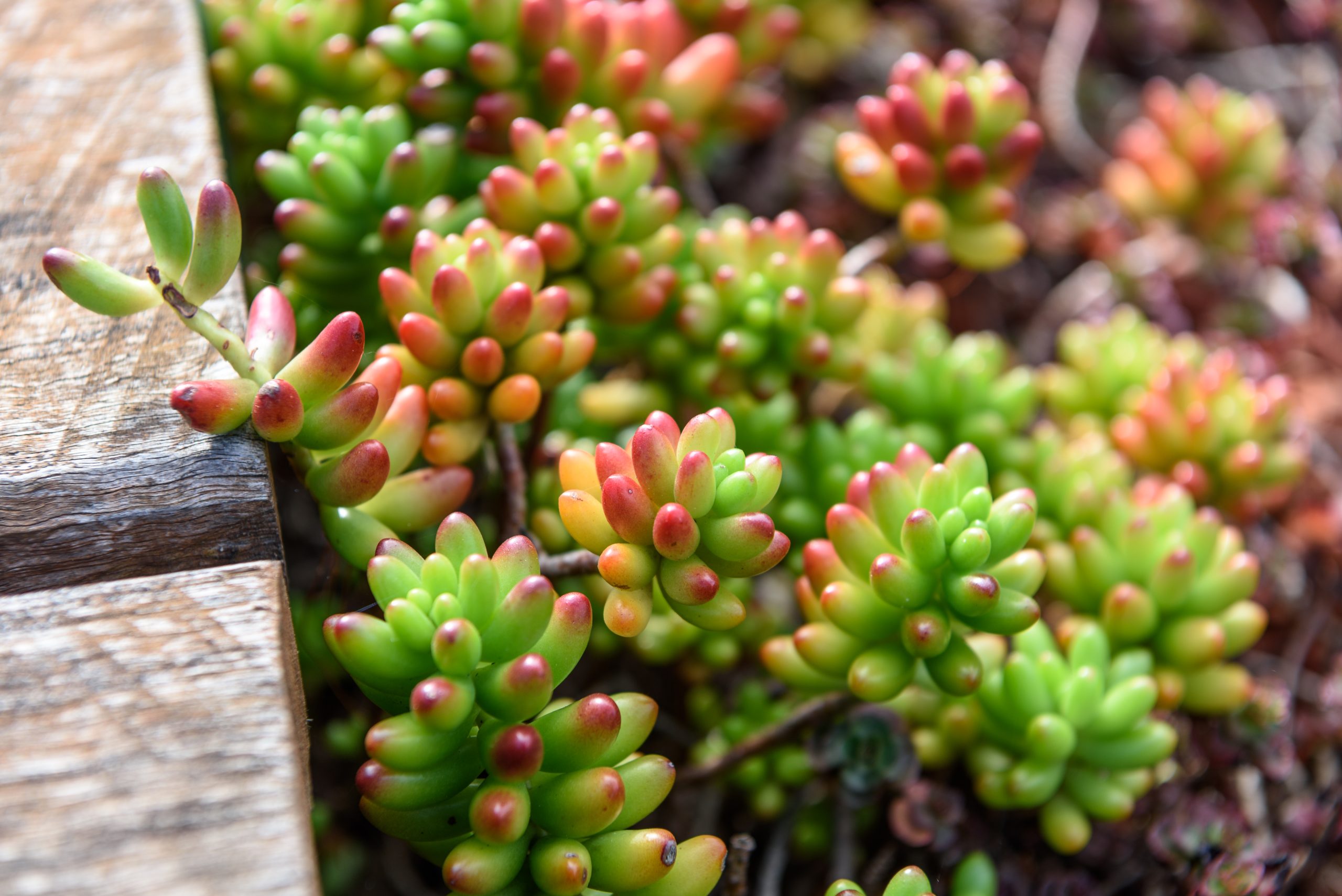 Sedum dak