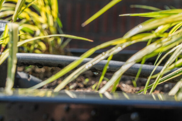 Druppelslang beregening